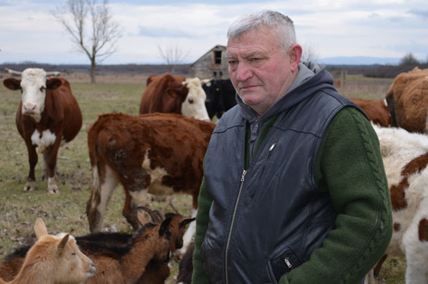 Јабуково сирће за здраве краве